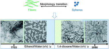Graphical abstract: Effect of the solvent composition on the morphology of nano-objects synthesized via RAFT polymerization of benzyl methacrylate in dispersed systems