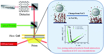 Graphical abstract: Ion-induced hydrophobic collapse of surface-confined polyelectrolyte brushes measured by total internal reflection microscopy