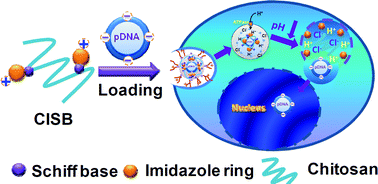 Graphical abstract: Developing a chitosan supported imidazole Schiff-base for high-efficiency gene delivery