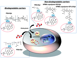 Graphical abstract: Polysialic acid as a drug carrier: evaluation of a new polysialic acid–epirubicin conjugate and its comparison against established drug carriers