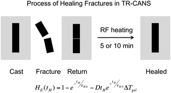 Graphical abstract: Understanding the process of healing of thermoreversible covalent adaptable networks