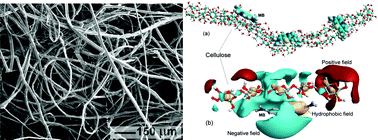Graphical abstract: Cottonised flax fibres vs. cotton fibres: structural, textural and adsorption characteristics