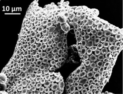 Graphical abstract: Shaping up: spontaneous formation of ordered mesoscopic salt bowls