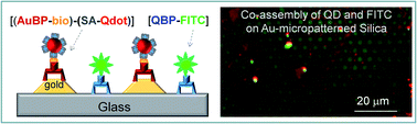 Graphical abstract: Peptide-directed co-assembly of nanoprobes on multimaterial patterned solid surfaces