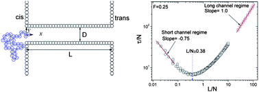 Graphical abstract: Driven polymer translocation through a cylindrical nanochannel: interplay between the channel length and the chain length