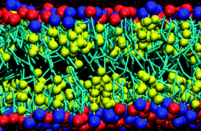 Graphical abstract: A simulation study of the self-assembly of coarse-grained skin lipids