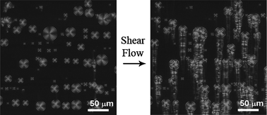 Graphical abstract: Interaction of toroidal focal conic defects with shear flow