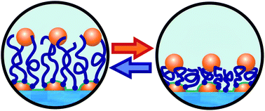 Graphical abstract: Tunable plasmonic nanostructures from noble metal nanoparticles and stimuli-responsive polymers