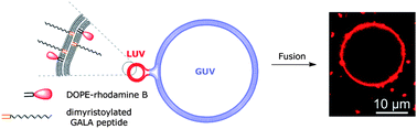 Graphical abstract: A GALA lipopeptide mediates pH- and membrane charge dependent fusion with stable giant unilamellar vesicles