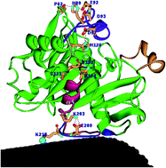 Graphical abstract: Activation mechanism of Yarrowia lipolytica lipase immobilized on carbon nanotubes