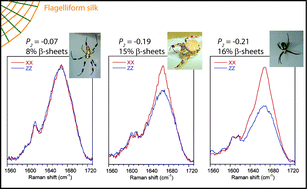 Graphical abstract: Unexpected β-sheets and molecular orientation in flagelliform spider silk as revealed by Raman spectromicroscopy