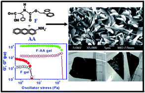 Graphical abstract: Self-sustaining, fluorescent and semi-conducting co-assembled organogel of Fmoc protected phenylalanine with aromatic amines