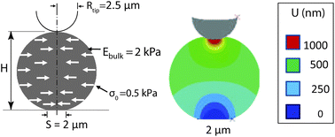 Graphical abstract: Influence of cell spreading and contractility on stiffness measurements using AFM
