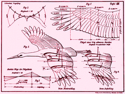Graphical abstract: Comment on “Innovation through imitation: biomimetic, bioinspired and biokleptic research” by A. E. Rawlings, J. P. Bramble and S. S. Staniland, Soft Matter, 2012, 8, 6675