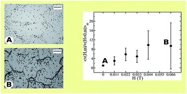 Graphical abstract: Magnetorheology from surface coverage of spin-coated colloidal films