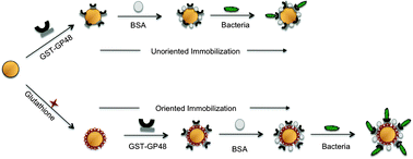 Graphical abstract: Phage receptor binding protein-based magnetic enrichment method as an aid for real time PCR detection of foodborne bacteria