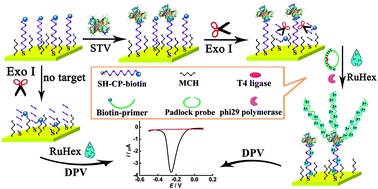 Graphical abstract: Coupling of background reduction with rolling circle amplification for highly sensitive protein detection via terminal protection of small molecule-linked DNA