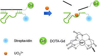Graphical abstract: A smart T1-weighted MRI contrast agent for uranyl cations based on a DNAzyme–gadolinium conjugate