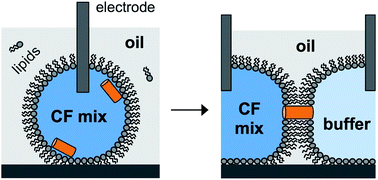 Graphical abstract: Single-channel electrophysiology of cell-free expressed ion channels by direct incorporation in lipid bilayers