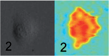 Graphical abstract: Photonic crystal enhanced microscopy for imaging of live cell adhesion