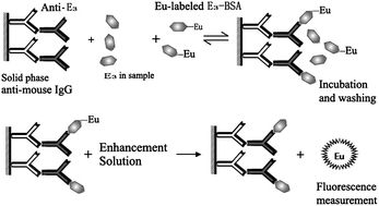 Graphical abstract: A direct competitive inhibition time-resolved fluoroimmunoassay for the detection of unconjugated estriol in serum of pregnant women