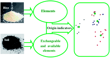 Graphical abstract: Determination of the geographic origin of rice by element fingerprints and correlation analyses with the soil of origin