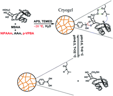 Graphical abstract: A pH and temperature dual-responsive macroporous molecularly imprinted cryogel for enhanced recognition capability towards ovalbumin