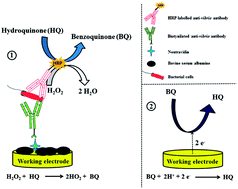Graphical abstract: Application of an ELISA-type amperometric assay to the detection of Vibrio species with screen-printed electrodes