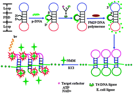 Graphical abstract: A novel label-free cascade amplification strategy based on dumbbell probe-mediated rolling circle amplification-responsive G-quadruplex formation for highly sensitive and selective detection of NAD+ or ATP