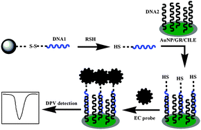 Graphical abstract: Design of electrochemical detection of thiols based on the cleavage of the disulfide bond coupled with thionine modified gold nanoparticle-assisted amplification