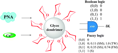 Graphical abstract: Use of Boolean and fuzzy logics in lactose glycocluster research