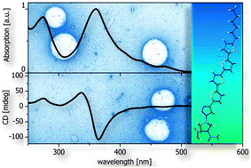 Graphical abstract: Chiral suprastructures of asymmetric oligothiophene-hybrids induced by a single proline