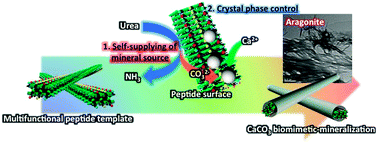 Graphical abstract: Calcium carbonate biomineralization utilizing a multifunctional β-sheet peptide template