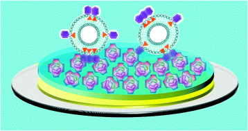 Graphical abstract: Entropy-driven lectin-recognition of multivalent glycovesicles