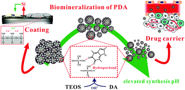 Graphical abstract: Dopamine-induced silica–polydopamine hybrids with controllable morphology
