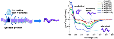 Graphical abstract: Peptoid helicity modulation: precise control of peptoid secondary structures via position-specific placement of chiral monomers