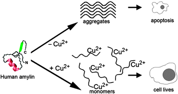 Graphical abstract: Copper(ii)–human amylin complex protects pancreatic cells from amylin toxicity