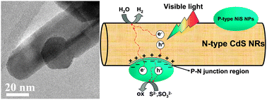Graphical abstract: Fabrication of NiS modified CdS nanorod p–n junction photocatalysts with enhanced visible-light photocatalytic H2-production activity