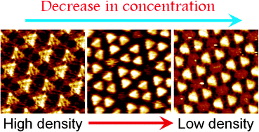 Graphical abstract: Structural polymorphism in self-assembled networks of a triphenylene based macrocycle