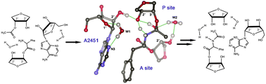 Graphical abstract: A mechanistic study supports a two-step mechanism for peptide bond formation on the ribosome