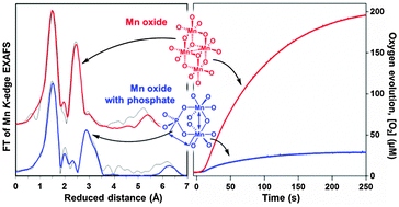 Graphical abstract: Water oxidation by manganese oxides formed from tetranuclear precursor complexes: the influence of phosphate on structure and activity