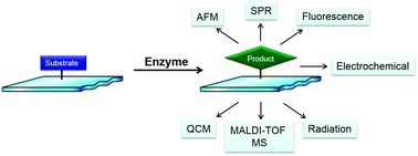 Graphical abstract: Enzymatic reactions on immobilised substrates