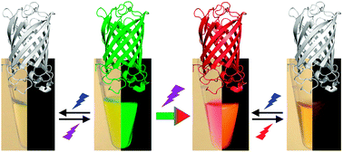 Graphical abstract: Fluorescent proteins for live-cell imaging with super-resolution