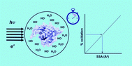 Graphical abstract: Advances in radical probe mass spectrometry for protein footprinting in chemical biology applications