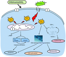 Graphical abstract: Antitumor properties of a vanadyl(iv) complex with the flavonoid chrysin [VO(chrysin)2EtOH]2 in a human osteosarcoma model: the role of oxidative stress and apoptosis