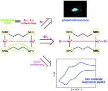 Graphical abstract: Dinuclear gold(i) complexes with propylene bridged N-heterocyclic dicarbene ligands: synthesis, structures, and trends in reactivities and properties