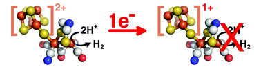 Graphical abstract: FeFe hydrogenase reductive inactivation and implication for catalysis
