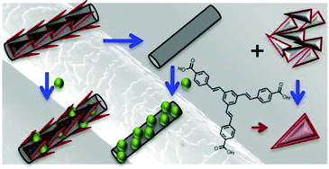 Graphical abstract: Unravelling the structure and function of human hair