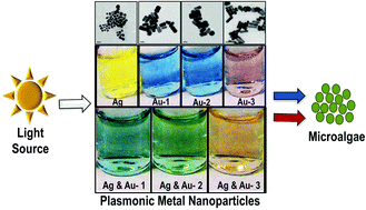 Graphical abstract: Enhanced accumulation of microalgal pigments using metal nanoparticle solutions as light filtering devices