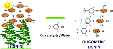 Graphical abstract: Chemical depolymerization of lignin involving the redistribution mechanism with phenols and repolymerization of depolymerized products